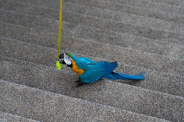 Africa macaw on the tree