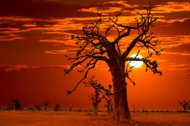 カラフルなバオバブの木のアフリカの夕日