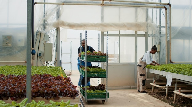 African american farm worker entering greenhouse while pushing\
rack with crates of vegetables seedlings ready for planting.\
caucasian man closing door after picker going inside with lettuce\
sprouts.