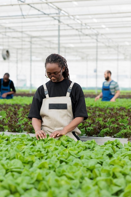 살충제를 사용하지 않고 녹색 양상추 수경 농장 작물에서 해로운 해충을 제거하는 유기농 방법을 사용하는 아프리카 계 미국인 농장 노동자. 친환경 지속 가능한 온실