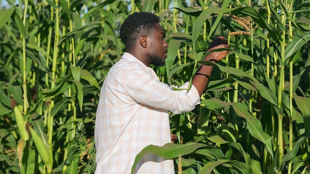 L'agricoltore afroamericano esamina il mais valutando il raccolto