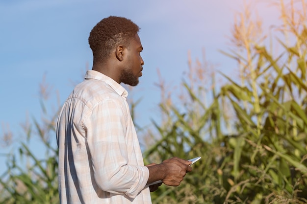 African american farmer types info on tablet on corn field