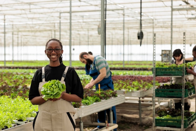 Operaio afroamericano in serra che tiene insalata appena raccolta coltivata in una serra moderna da vendere al supermercato locale. ritratto di donna che mostra lattuga coltivata in ambiente idroponico controllato.