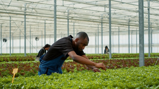 Photo african american man doing quality control for vegetables crops grown with no pesticicides in greenhouse before harvesting. diverse farm workers in hydroponic enviroment looking for unhealthy plants.