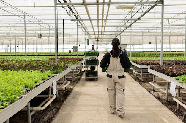 Donna afroamericana che si allontana in una cassa di contenimento della serra con un lotto fresco di lattuga raccolta a mano per la consegna. lavoratore agricolo biologico che prepara la produzione giornaliera in ambiente idroponico.