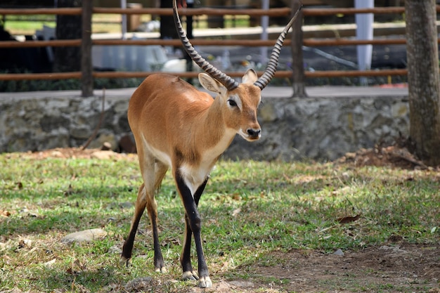 African antelope in the zoo