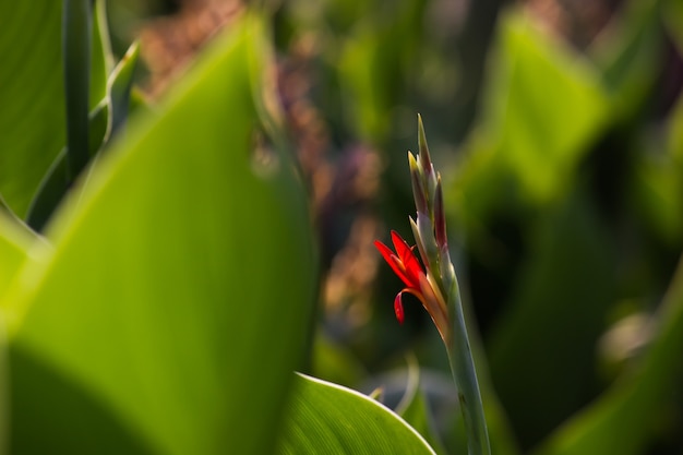 African arrowroot canna indica arancione e giallo fiore in fiore close up vista macro