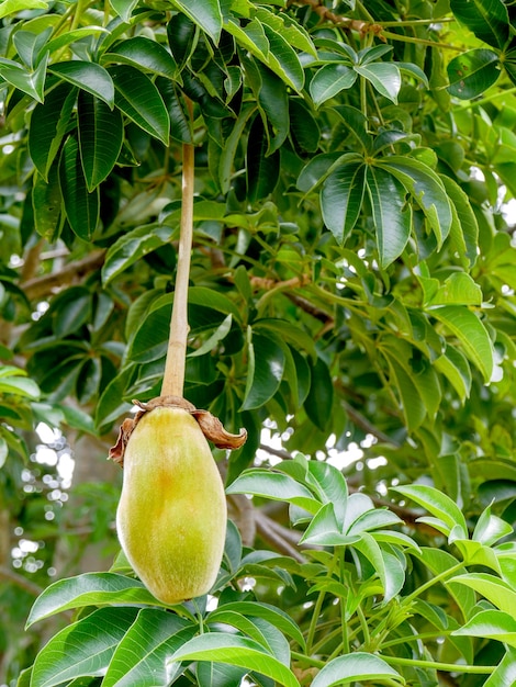 African baobab fruit or Monkey bread