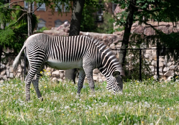 African beautiful zebra eating fresh green grass