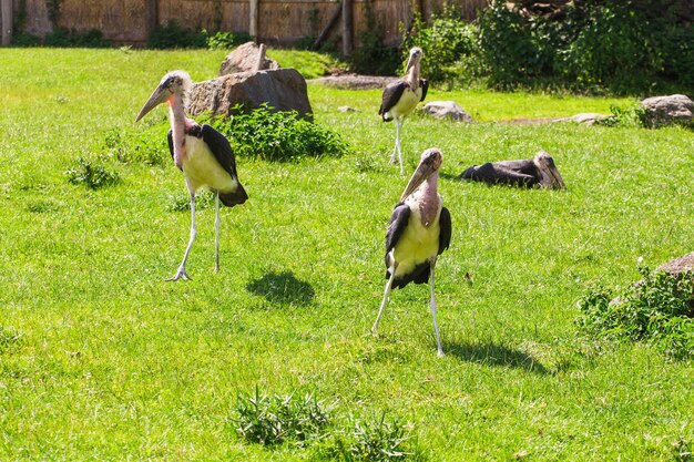 Африканские птицы аист марабу в летнее время