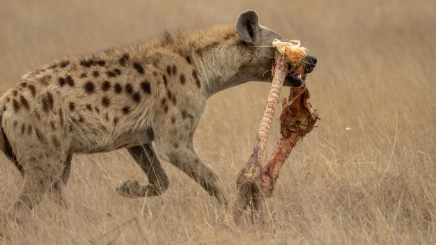 Foto iena africana a macchie nere