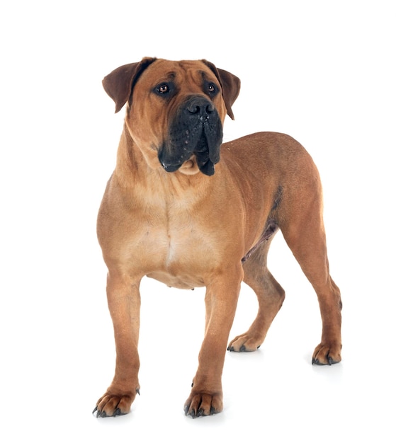 Photo african boerboel in studio