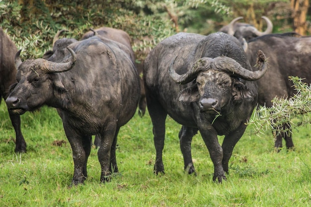 African buffalo on the bright green grass at Ngorongoro National Park. African big five buffalo