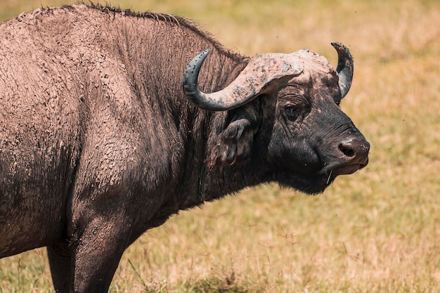 African buffalo standing on field