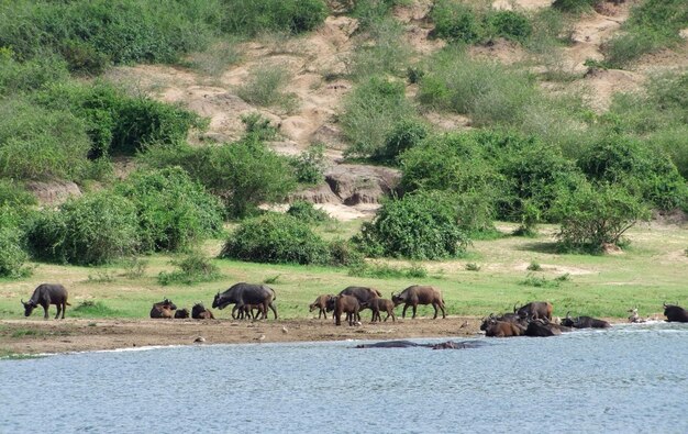 African Buffalos waterside in Uganda