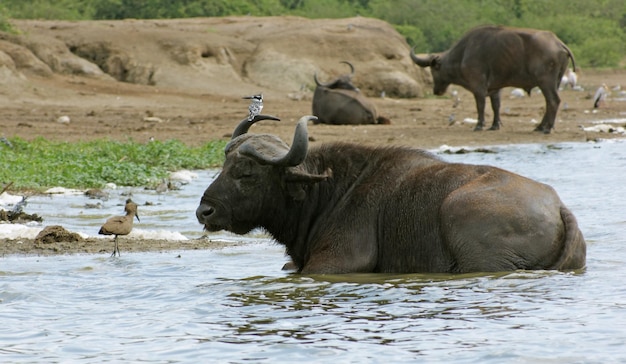 Photo african buffalos waterside in uganda