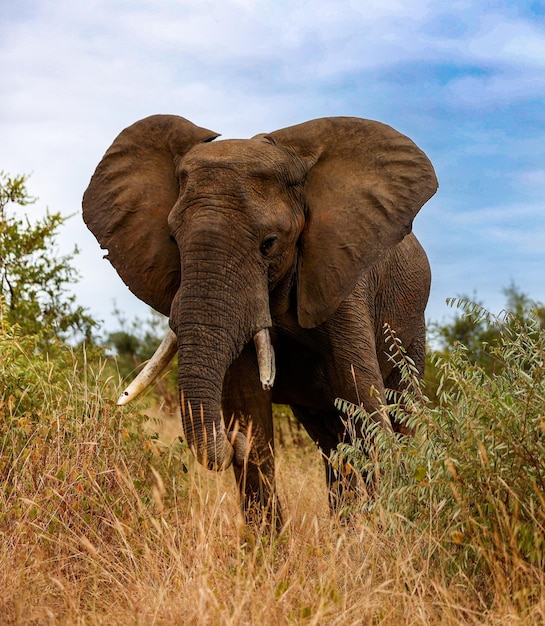 African Bull elephant in its natural habitat in Kruger National Park South Africa