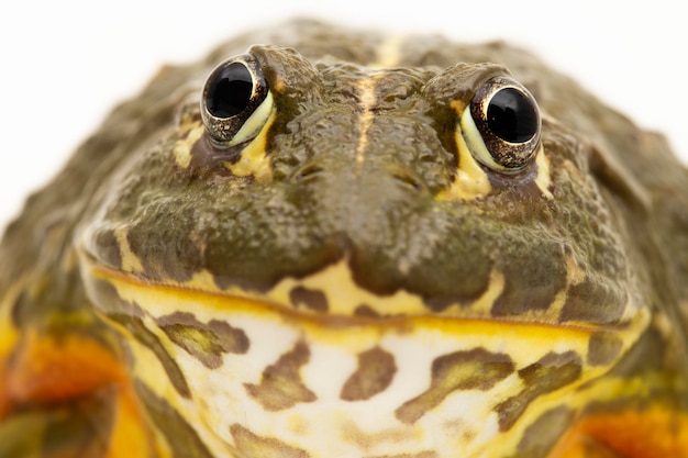 African Bull Frog Pyxicephalus adsperus edulis Pixie Frog isolated on white background