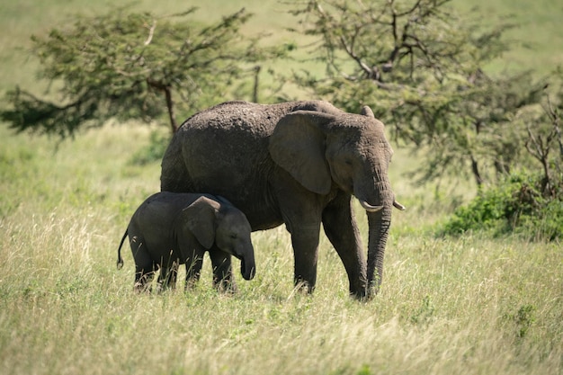 Foto elefante africano e cucciolo che mangiano erba