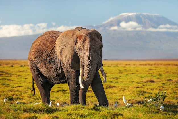 낮은 풀밭에 있는 아프리카 부시 코끼리(Loxodonta africana), 발에 흰 왜가리 새, 배경에 킬리만자로 산.