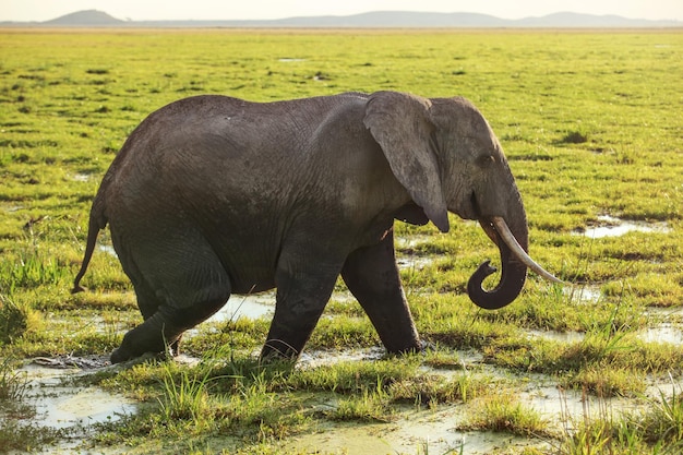 아프리카 부시 코끼리(Loxodonta africana)는 물에 덮인 잔디, 사바나를 걷고 있습니다.
