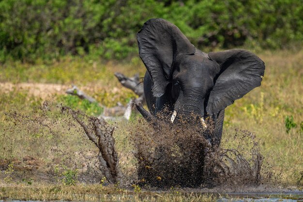 Foto l'elefante africano splashes intorno nel fiume