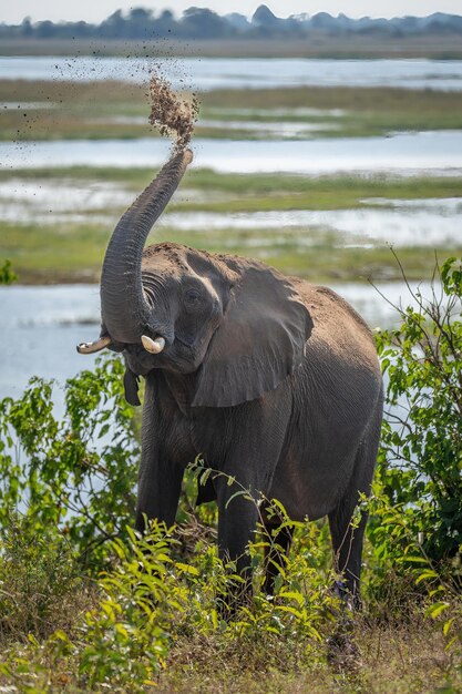 Foto l'elefante africano spruzza sabbia sulla testa