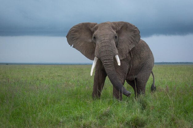 写真 アフリカ の 茂み の ゾウ は,サバンナ で  を 振り回し て いる