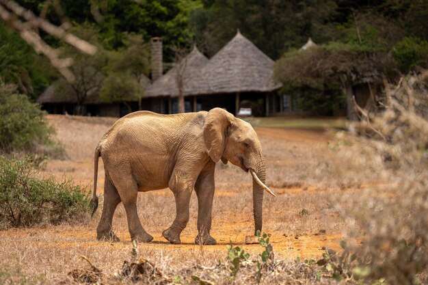 Photo african bush elephant walks near safari lodge