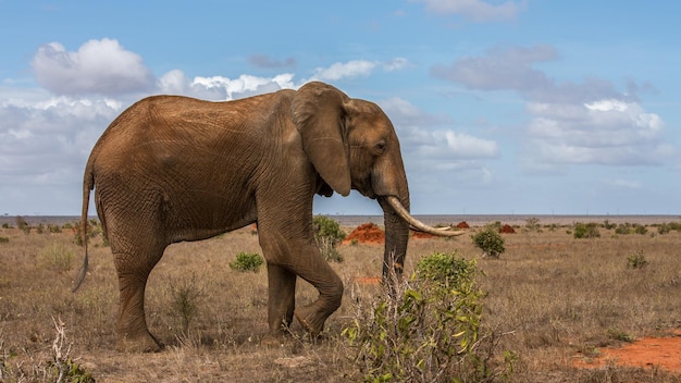 Photo the african bush elephant