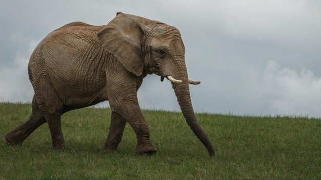 African bush elephant