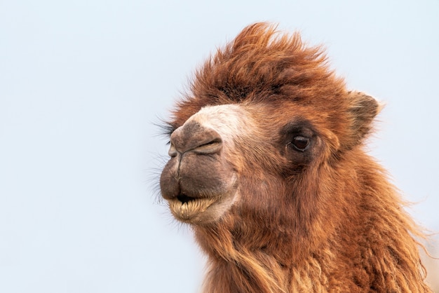 African camel is an ungulate within the genus Camelus