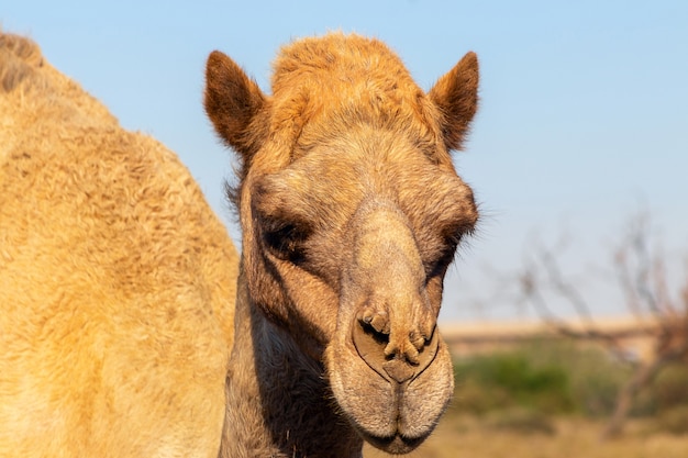 African Camel in the Namib desert.  Funny close up. Namibia, Africa