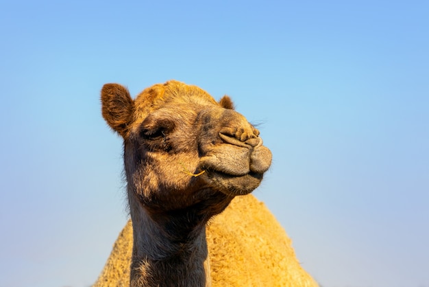 Photo african camel in the namib desert.  funny close up. namibia, africa