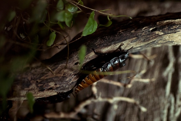 写真 アフリカのゴキブリ