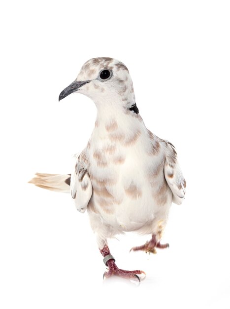 Photo african collared dove in front of white wall