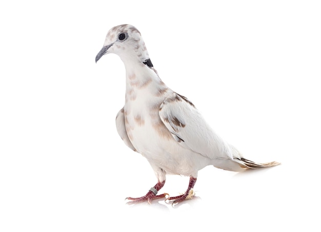 African collared dove in front of white wall