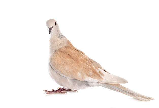 Photo african collared dove in front of white wall