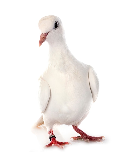 African collared dove in front of white wall