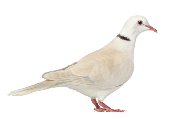 African Collared dove isolated on white