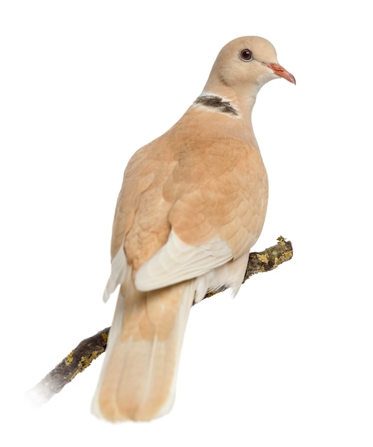 African Collared dove perched on his branch, isolated on white
