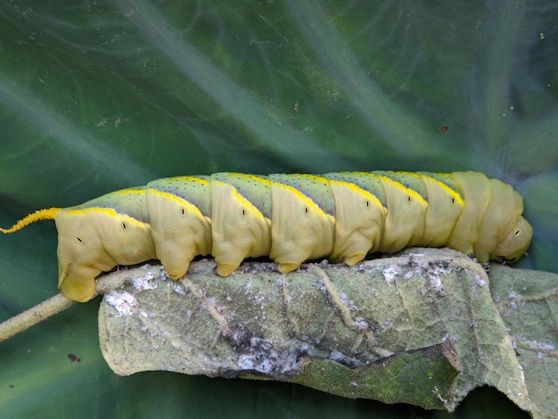 写真 緑の葉の上のアフリカの死の頭スズメガの昆虫