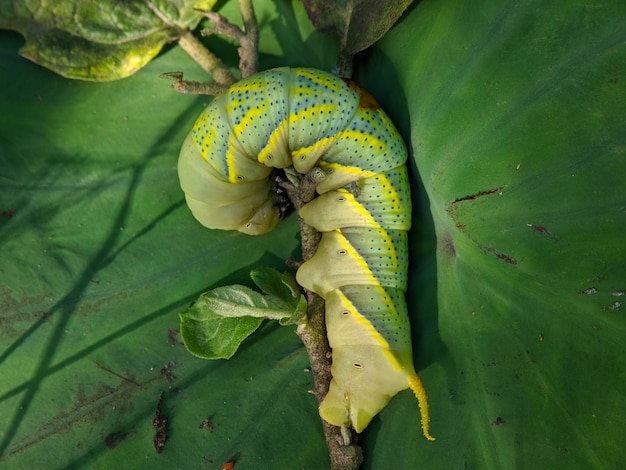 アフリカ死頭スズメガの昆虫