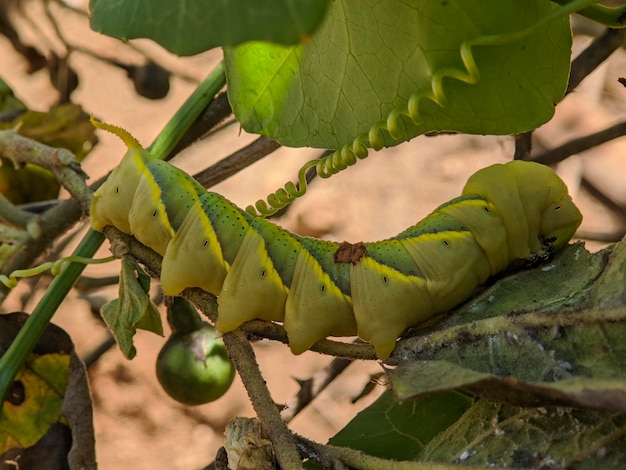 アフリカ死頭スズメガの昆虫