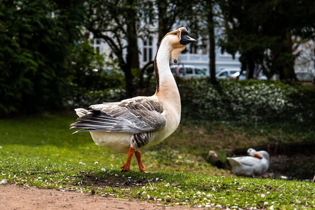 Photo african domestic goose rhine domestic goose breeds of domestic geese for a walk in the park