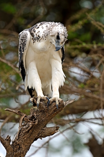 Африканский орел сидит на дереве акации