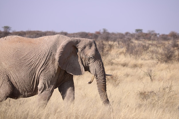 African elephant basking in midday sun