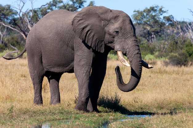 アフリカゾウ ボツワナ