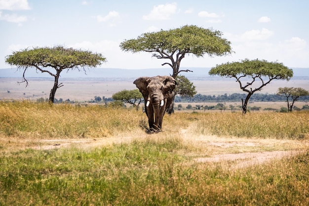 African Elephant Bull in Kenya Africa Acacia Tree Field