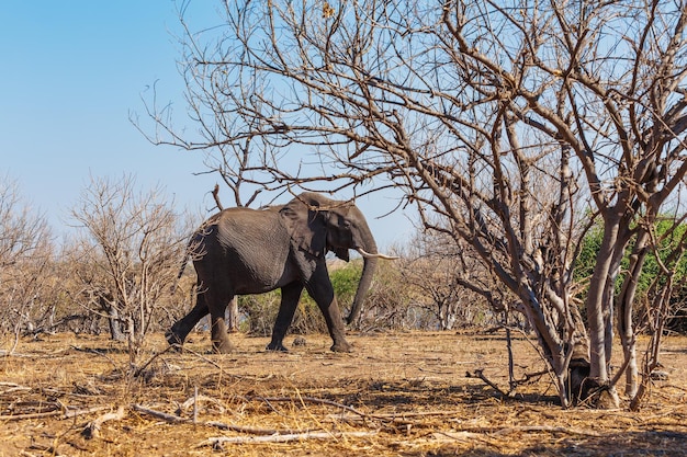 African Elephant in Chobe National Park